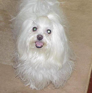 Cachorro Kirus (maltês)